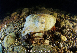 Capture by Salvatore Ianniello 